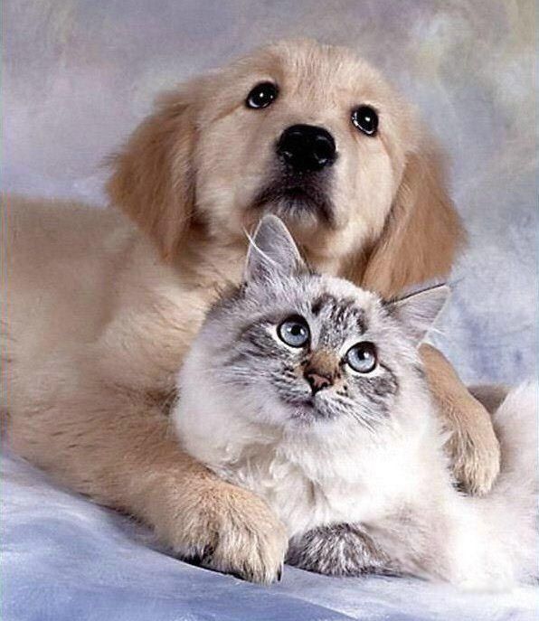 Кошки и Собаки.Портрет.