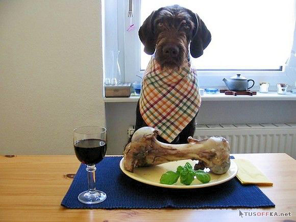 Собачий ужин