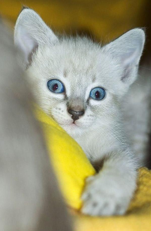 Голубоглазый котенек.
