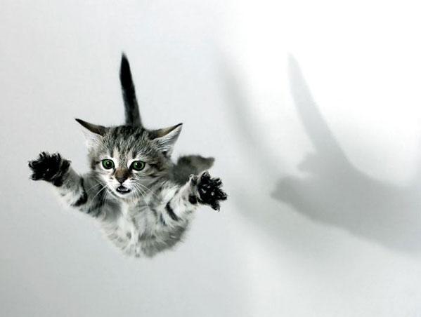 Затяжной прыжок. Котята.