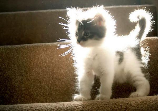 Солнечный котенок.