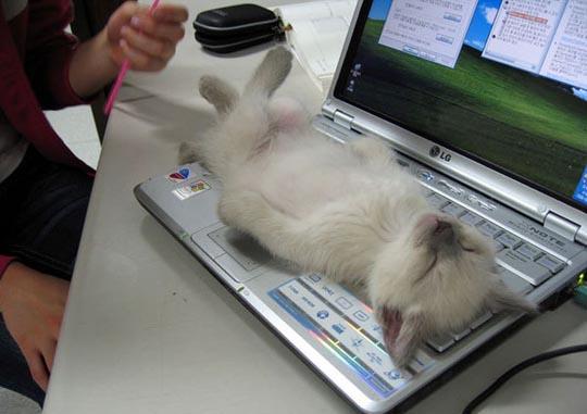 спящий на клавиатуре котенок.