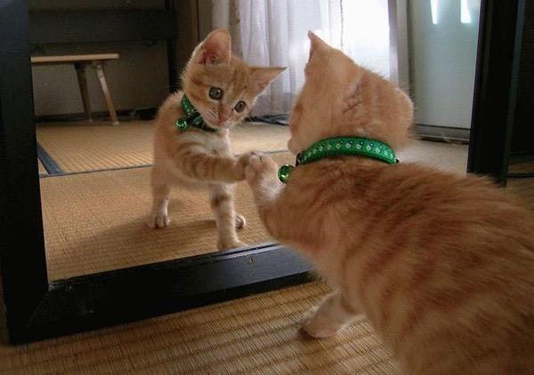 Котята перед зеркалом
