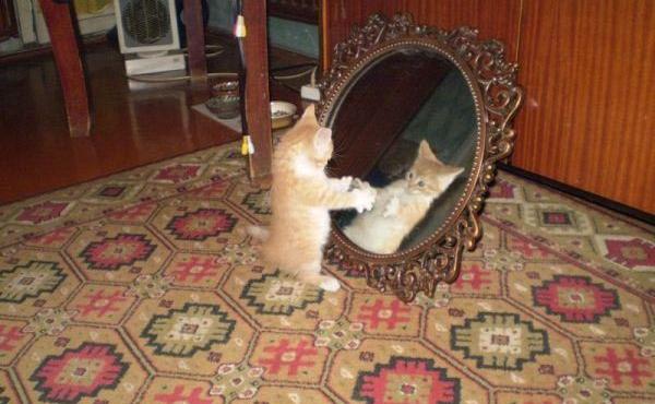 Забавные животные. Котята перед зеркалом.
