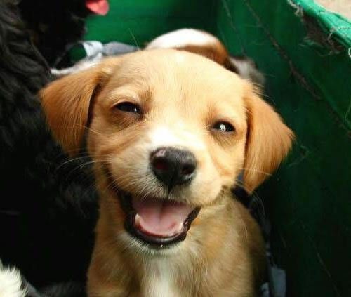 улыбающийся щенок
